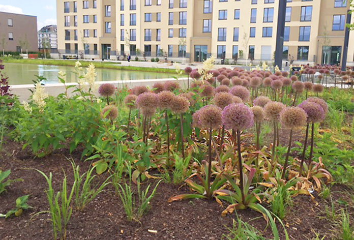 Engagiert im Quartier: Pflanzen, Wiese und Wasser